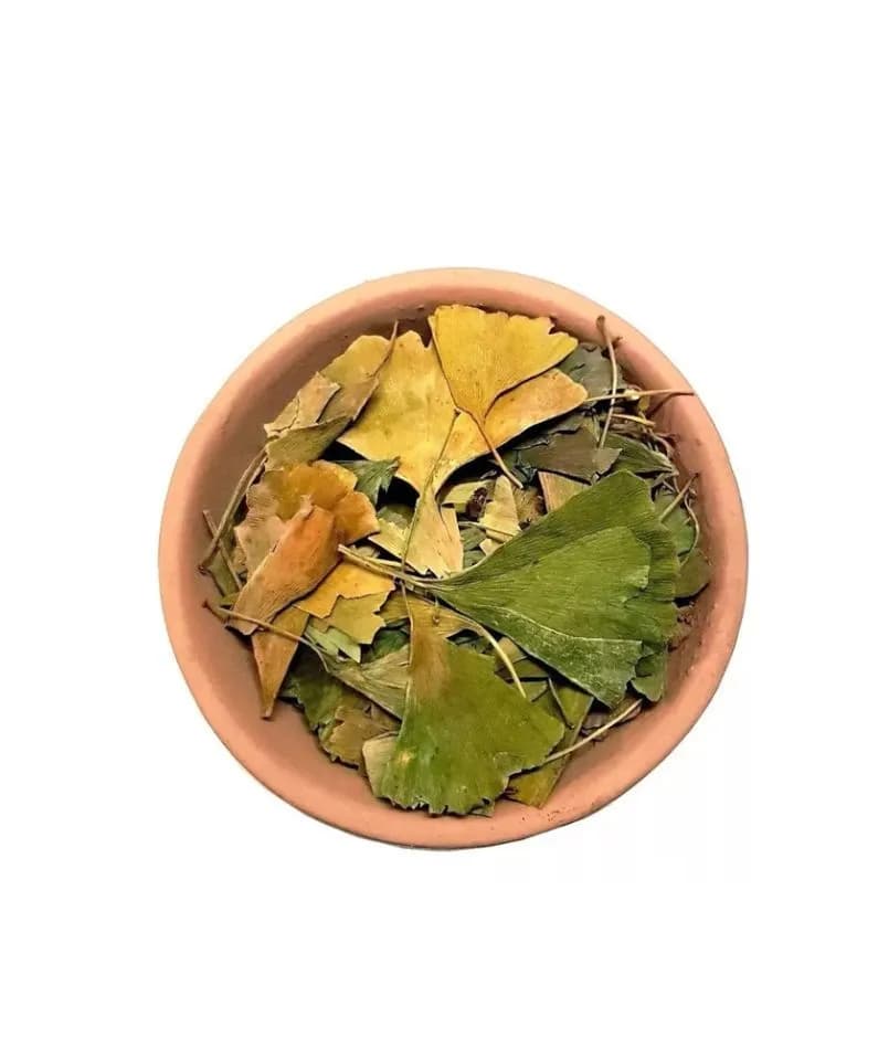 Ginkgo biloba importado